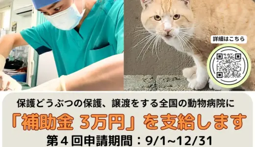 獣医師による保護猫・保護犬の保護・譲渡活動に補助金を支給　新制度『医療チケット』スタート