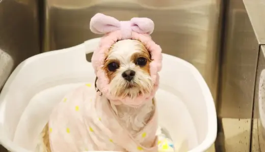 【ドッグ業界発！】美容サロンが犬のトータルビューティーを提案　M.SLASHグループenble（株式会社EVO）が「スウェーデン式ドッグマッサージ」と「出張プライベートレッスン」を開始